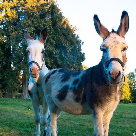 The Mews -- Luxury At Bellingham Estate